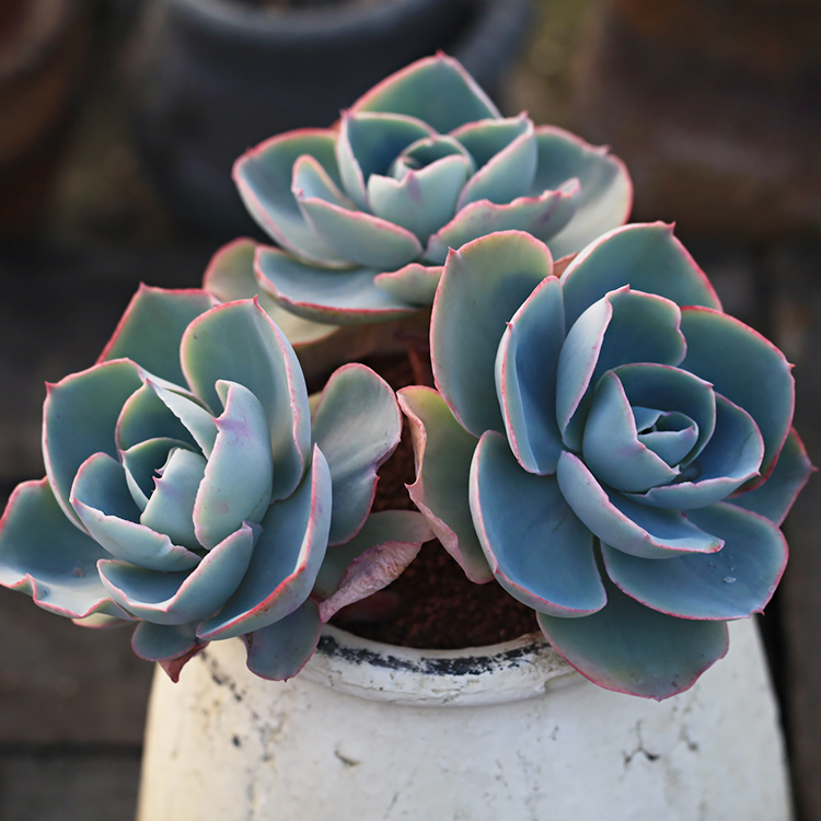 达芬奇密码多肉植物多头群生老桩echeveriadavincicode多肉植物