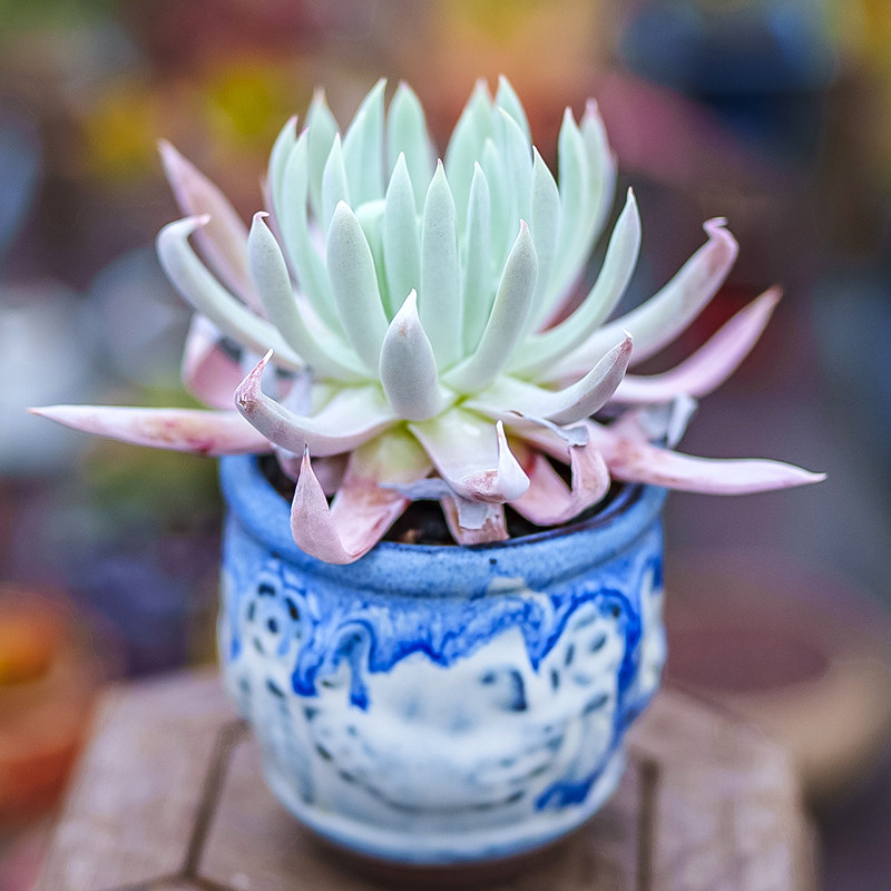 奴婢吉娜仙女多肉植物dudleyanubigena多肉植物