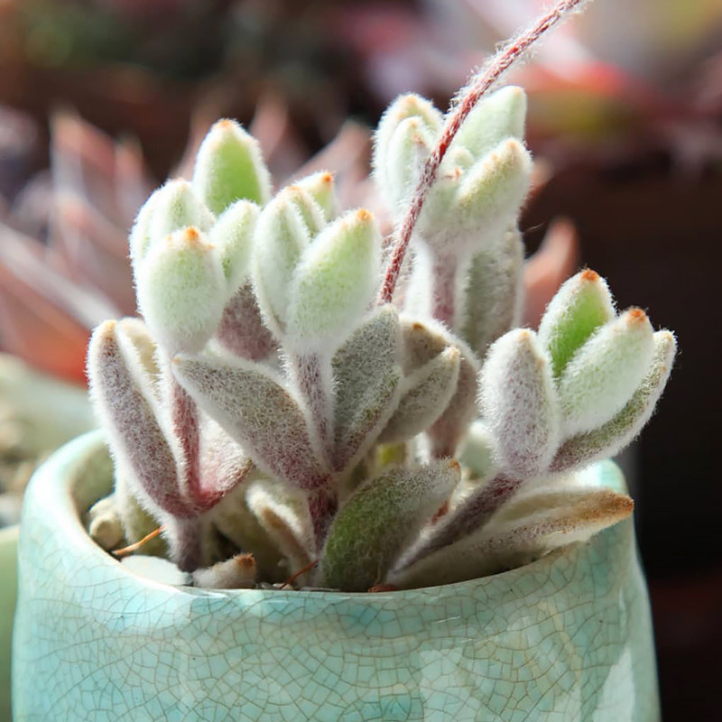 福兔福耳伽蓝菜属kalanchoeeriophylla多肉植物多肉植物