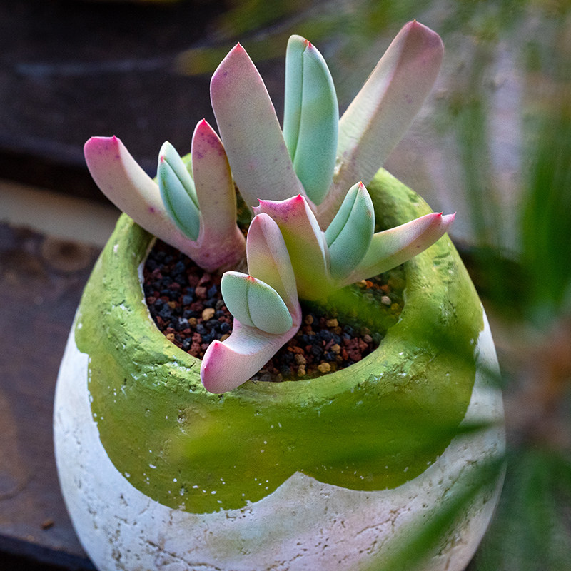 多肉植物大棚直销番杏科虾钳花属丽玉三年年生多肉植物