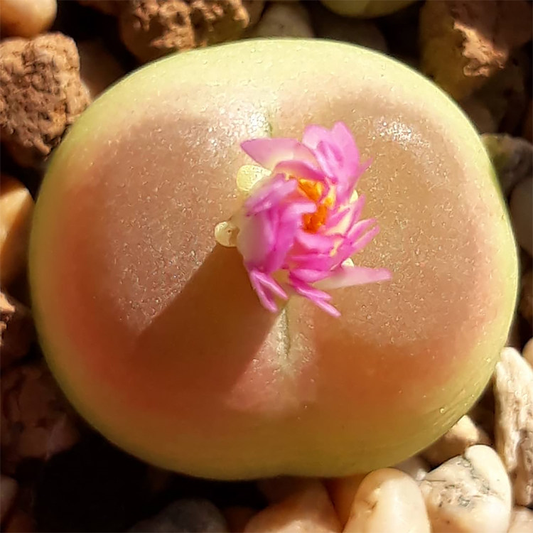 拉登sh1200 2-3年 肉锥一物一拍 ratum 双峰双炮 多肉 果冻色