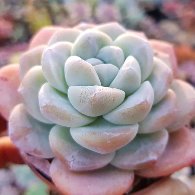 冰玉多头群生老桩多肉植物大棚直销好货不贵多肉植物