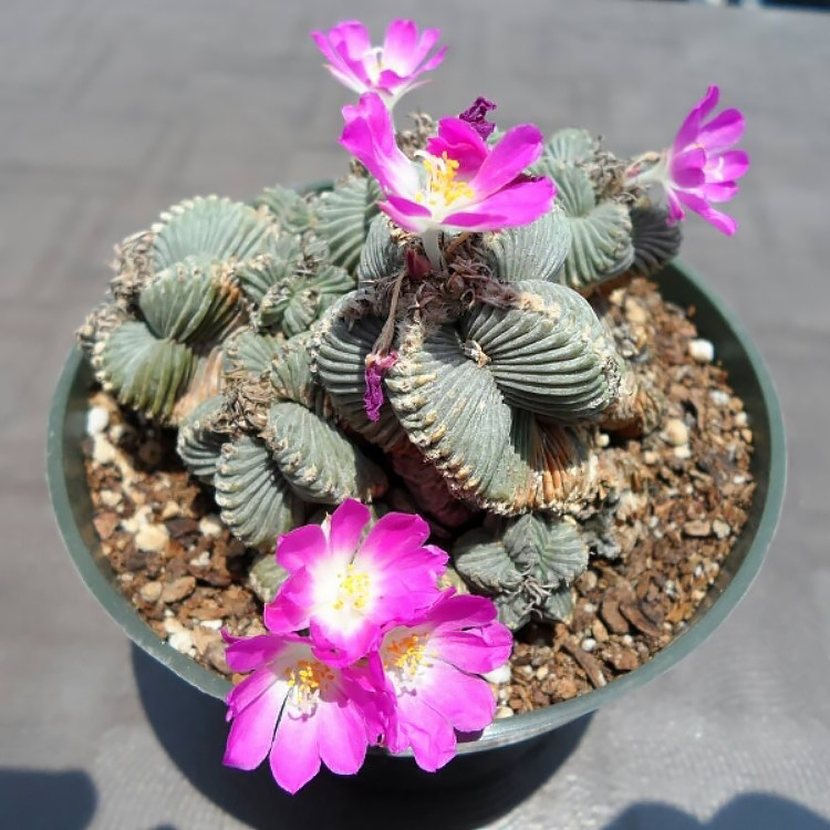 五星花龙多肉种子皱棱球属 aztekium valdezii 自收 海星红龙