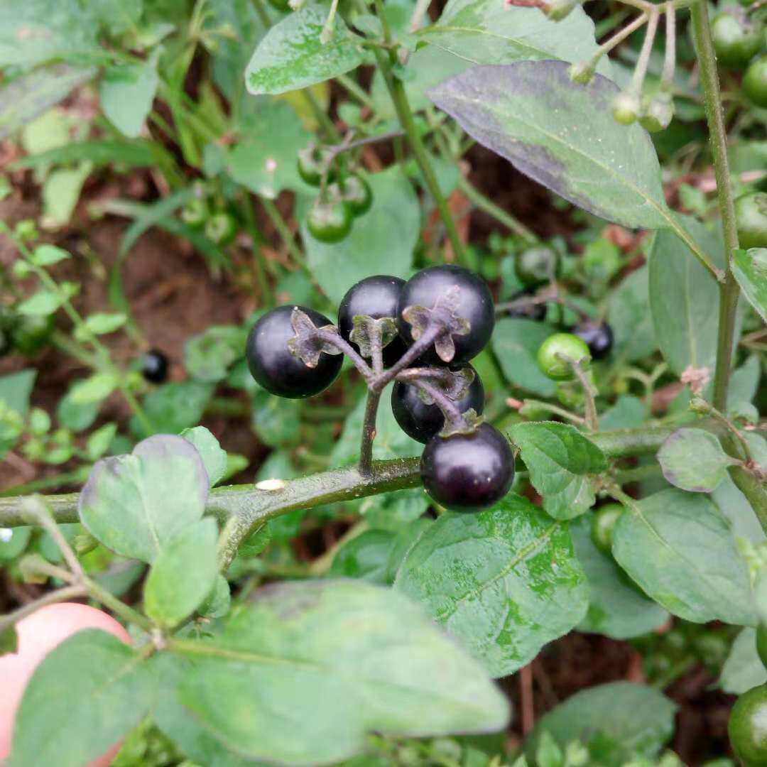 野生龙葵果新鲜野葡萄甜甜黑天天黑端端星星悠悠水果地茄子乌点归