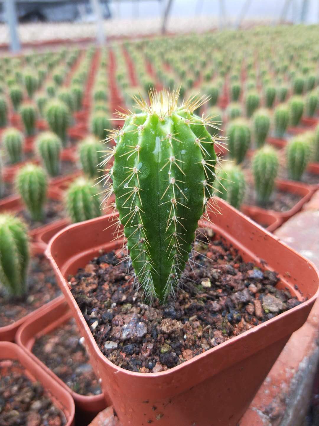 【精品仙人球】仙人球实生大凤龙蜈蚣丸6公分