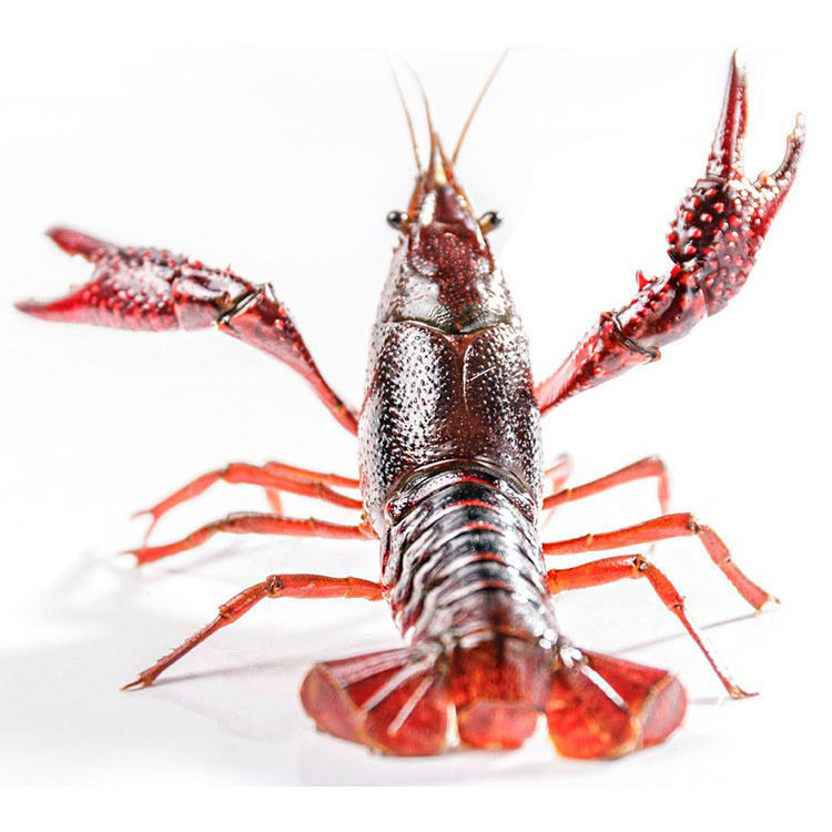 5斤装湖北潜江鲜活生鲜小龙虾大虾活体龙虾789钱新鲜活体大虾油焖