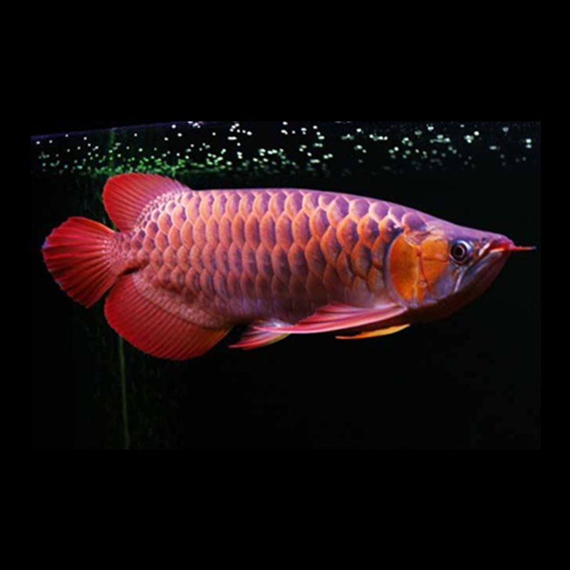 红龙龙鱼活体印尼超血辣椒鱼苗风水淡水北京鱼