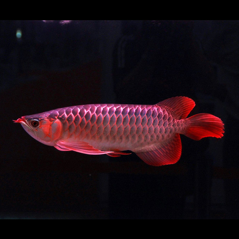 红龙龙鱼活体印尼超血辣椒鱼苗风水淡水北京鱼