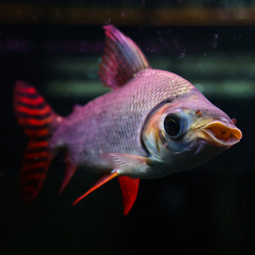 飞凤美国金红龙鱼活体搭配鱼吃垃圾清道夫清缸鱼