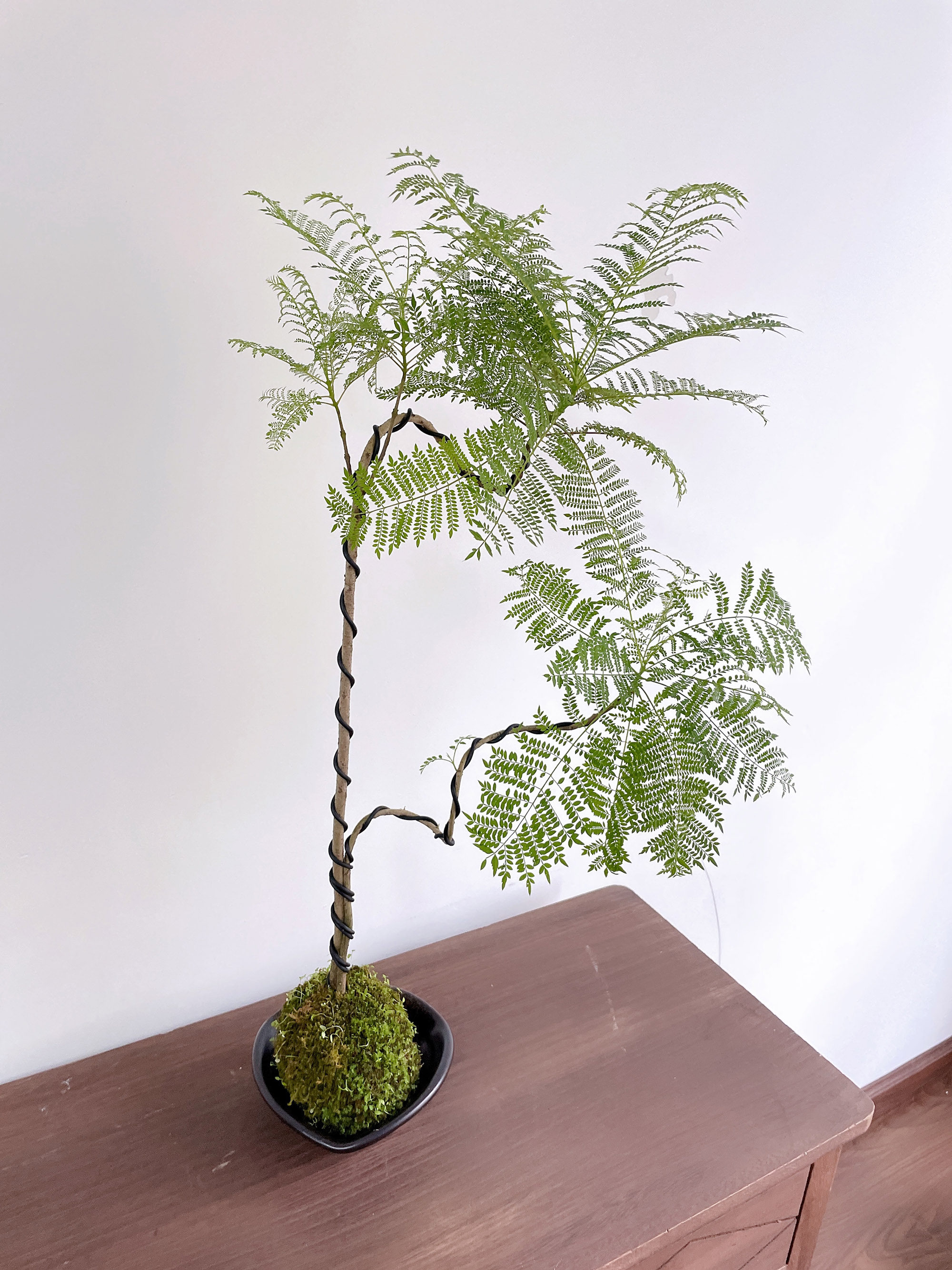 蓝花室内外造型艺术盆景观赏苔藓球绿植物网红盆栽绿植