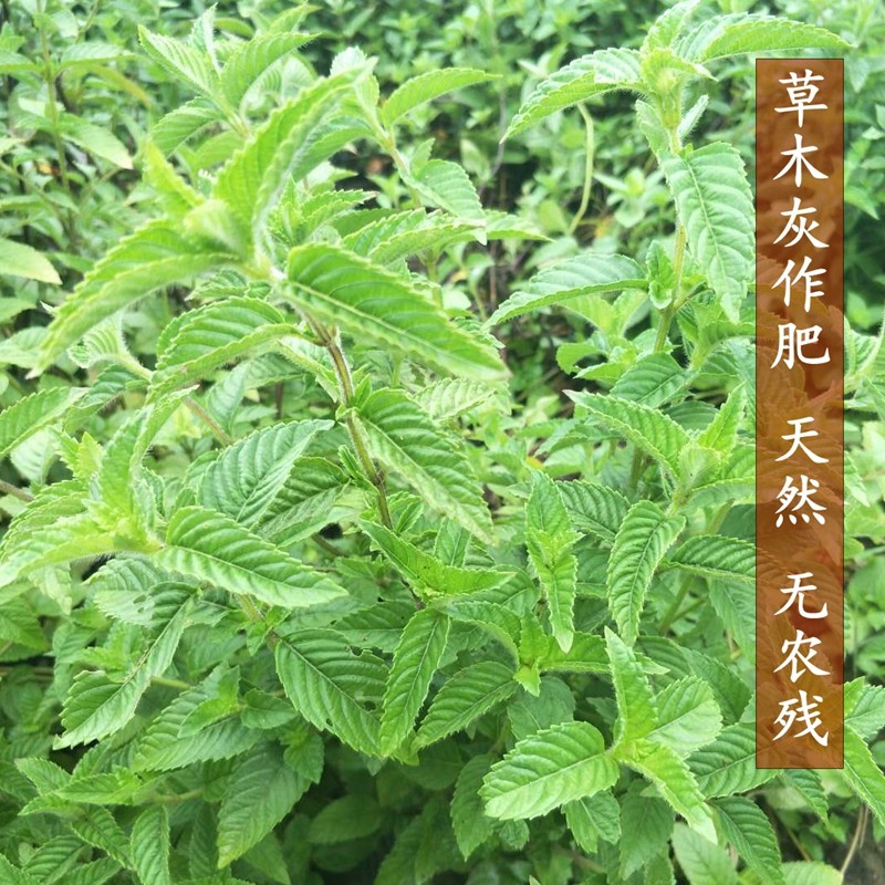 仙草冻黑凉粉草粿草汁正宗仙人粄草龟苓膏烧天然粉粉食品