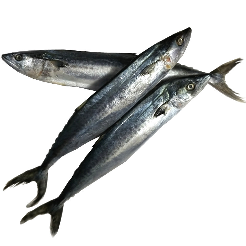 新鲜速冻海鲜冷冻大鲅马鲛鱼台鲅燕鲅野生海鱼马鲛鱼