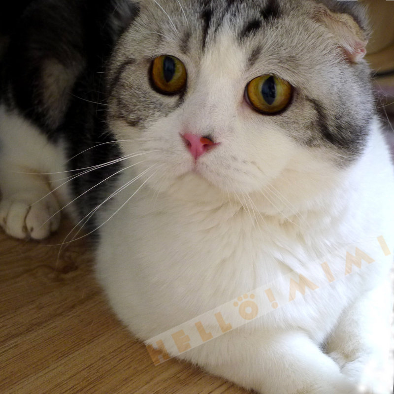 配种银虎斑加白苏格兰折耳猫大种公对外配种北京hallomimi