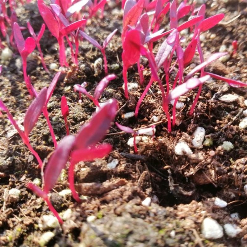 苗种火红菜芽蔬菜微型装饰摆盘西餐红苗安曼家庭园艺种子