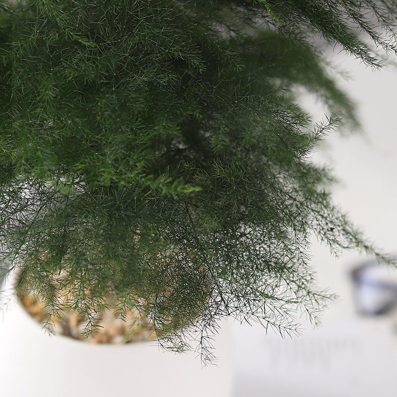 雾竹景观盆栽植物室内花卉办公室桌面绿植好养绿植