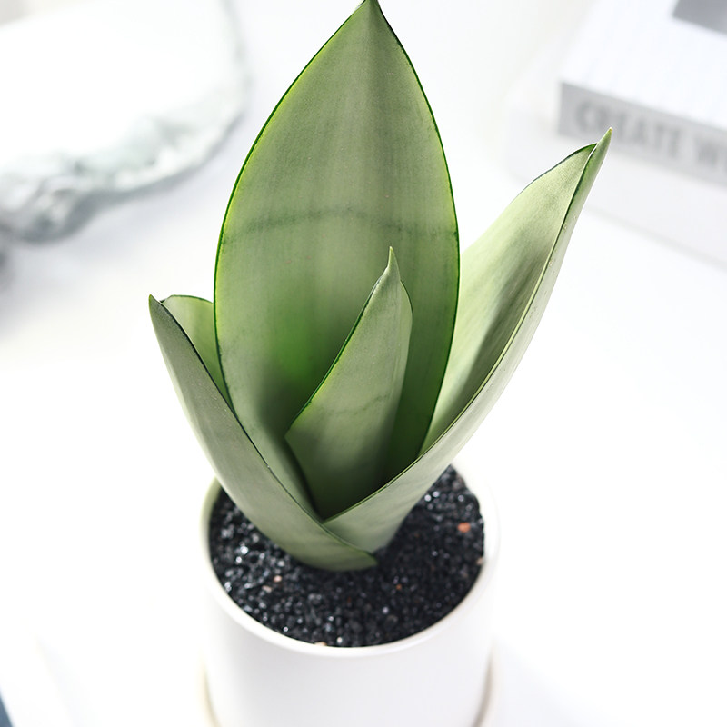 白玉虎皮兰小盆栽室内客厅花卉防辐射耐阴植物绿植