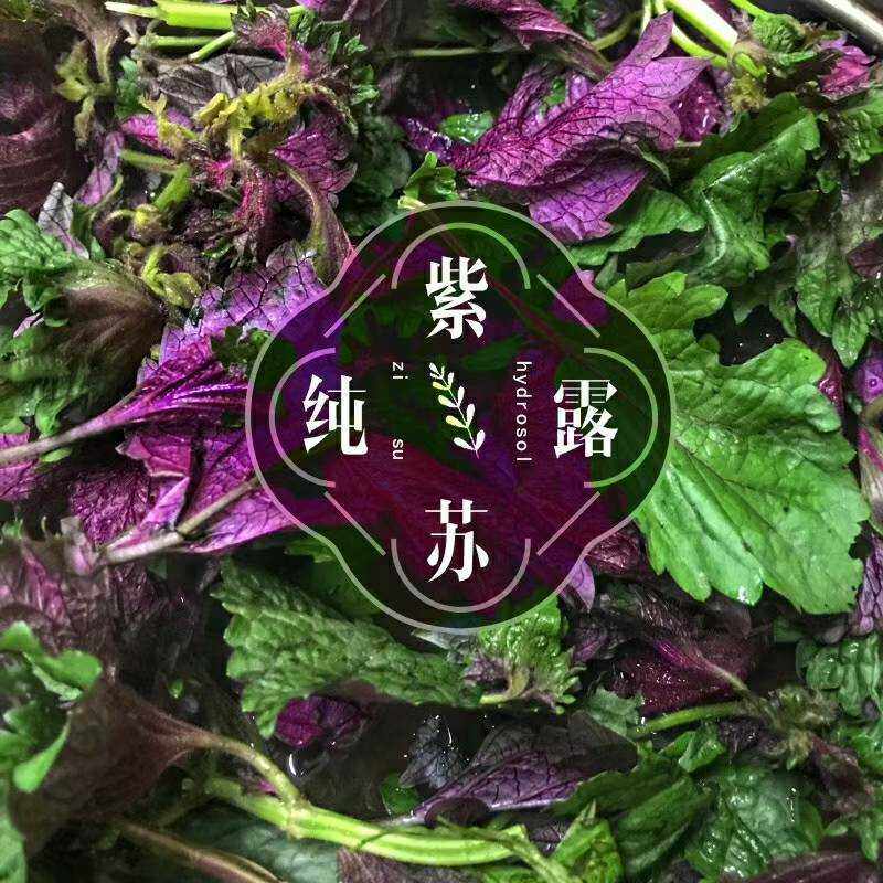 控油抑痘紫苏纯露美白补水保湿蒸馏水缩小毛孔纯露