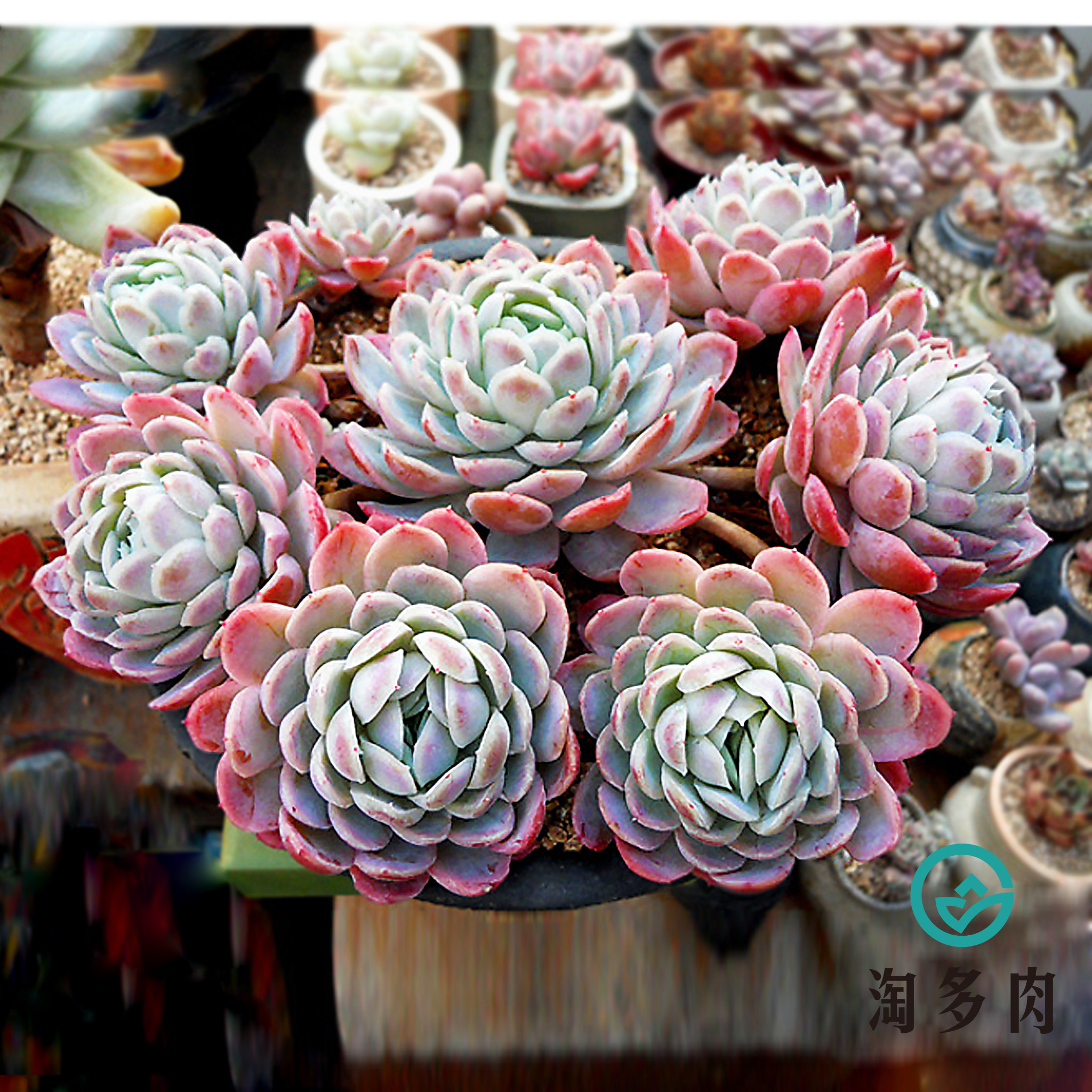 植物多肉冰莓日冰梅进口萌肉自然群生一物一拍多肉植物