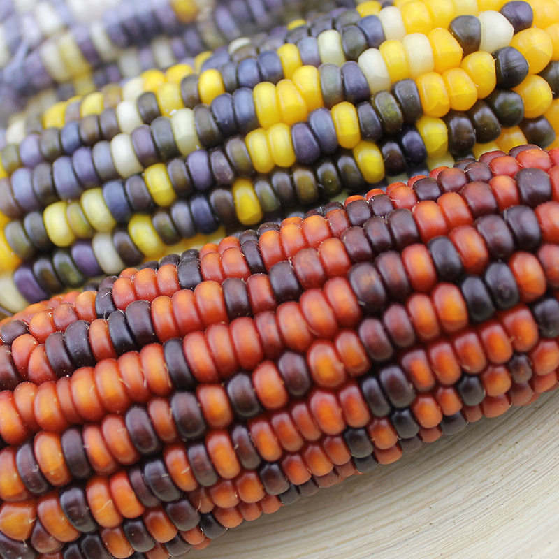 新品迷你太空玉米棒彩色小玉米仓鼠兔子龙猫零食兔兔磨牙