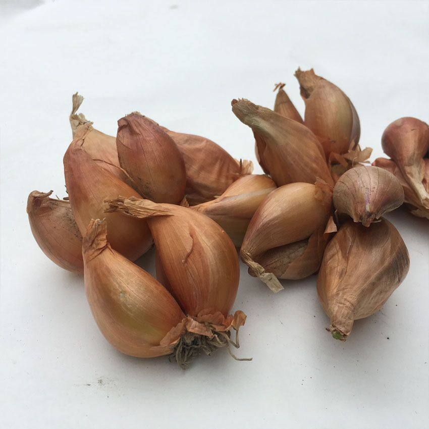 小香葱头四川四季蔬菜种植食用木葱种子火葱葱类