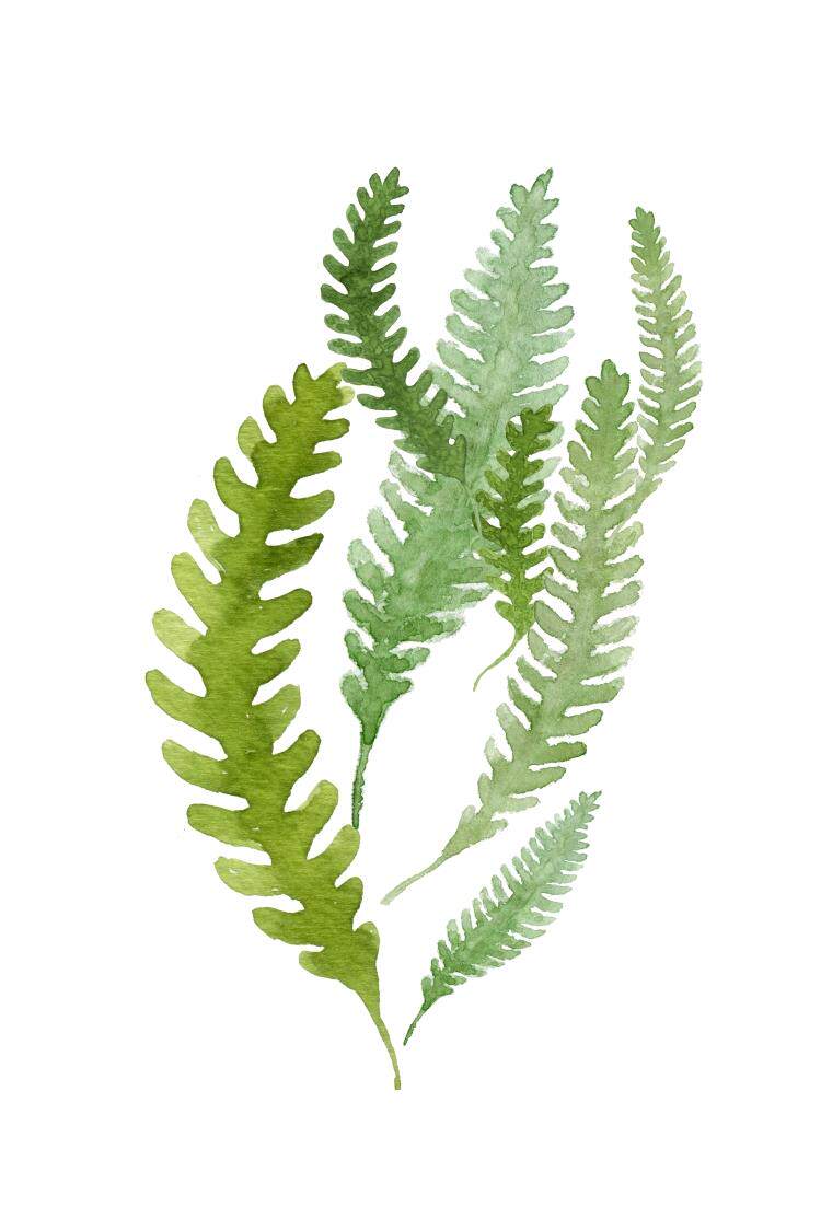 现代简约植物叶子画芯北欧小清新装饰画油画画布喷绘打印油画