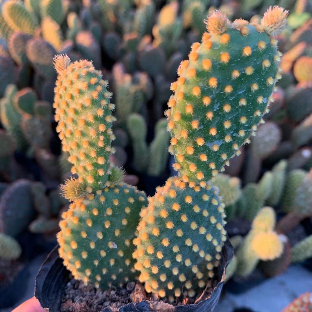 仙人掌仙人科多万丛山丛山白鸟金手指龙角犀牛角花轩多肉植物