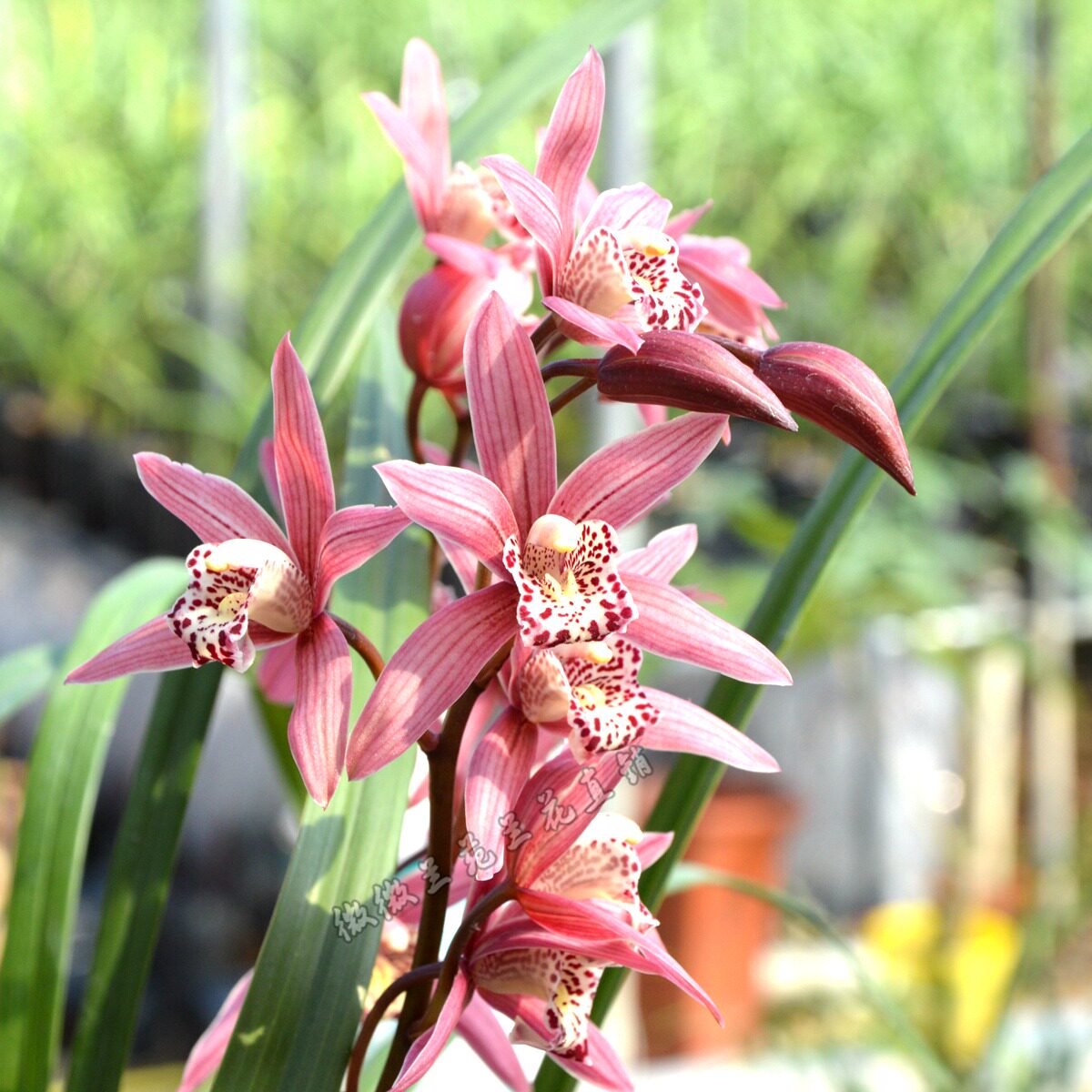 兰花花苗台北小姐建兰浓香香型冬季花苞包邮花卉