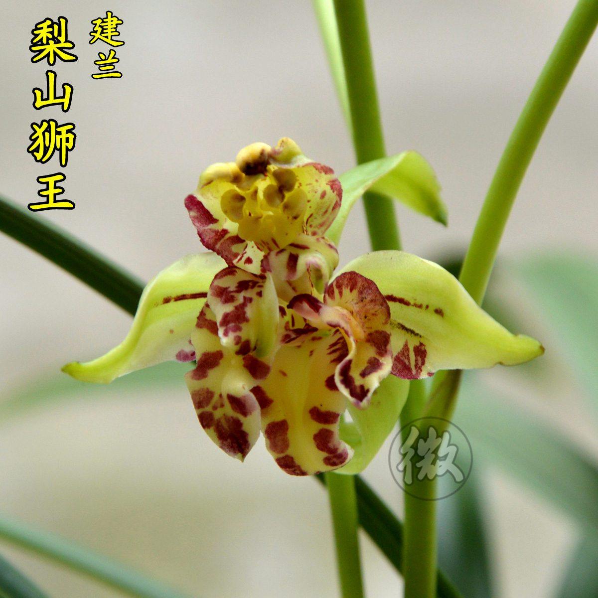 兰花花苗建兰梨山狮王奇花浓香香型花季花苞时令草本花卉