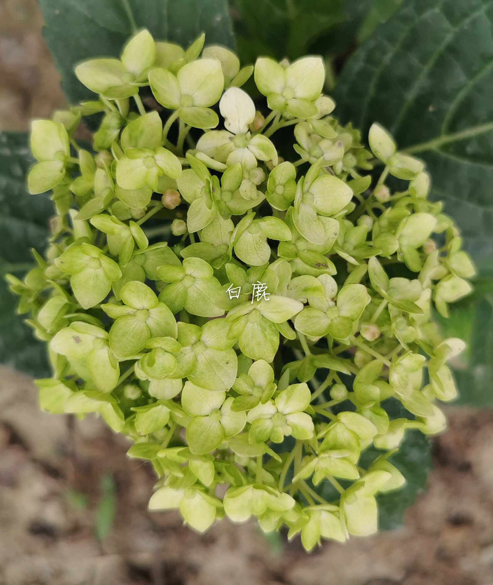白鹿花园园新品大绣球白寿红庭院阳台花卉植物花卉