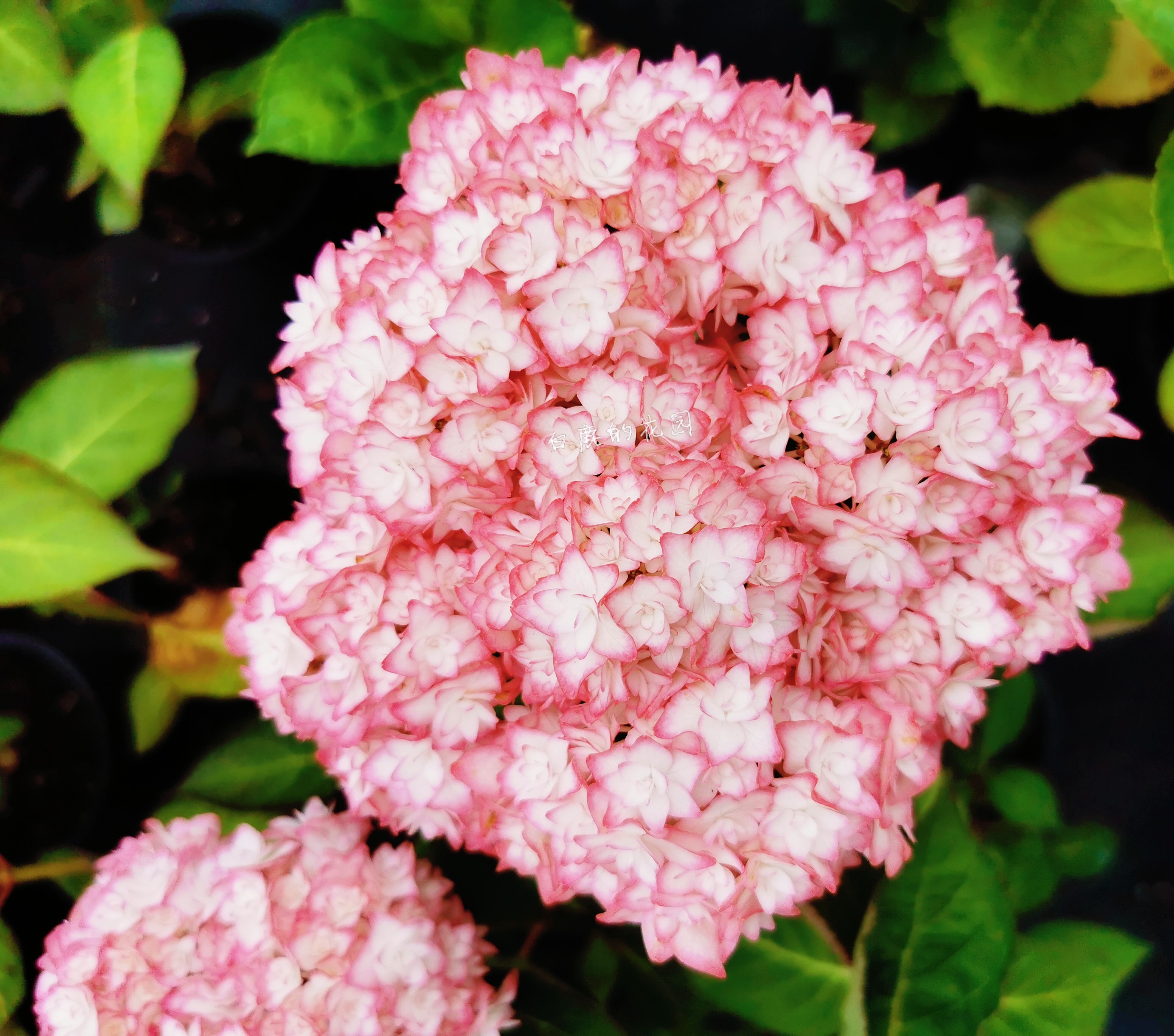 绣球白鹿花园大花夏洛特公主美观阳台庭院盆栽花卉花卉