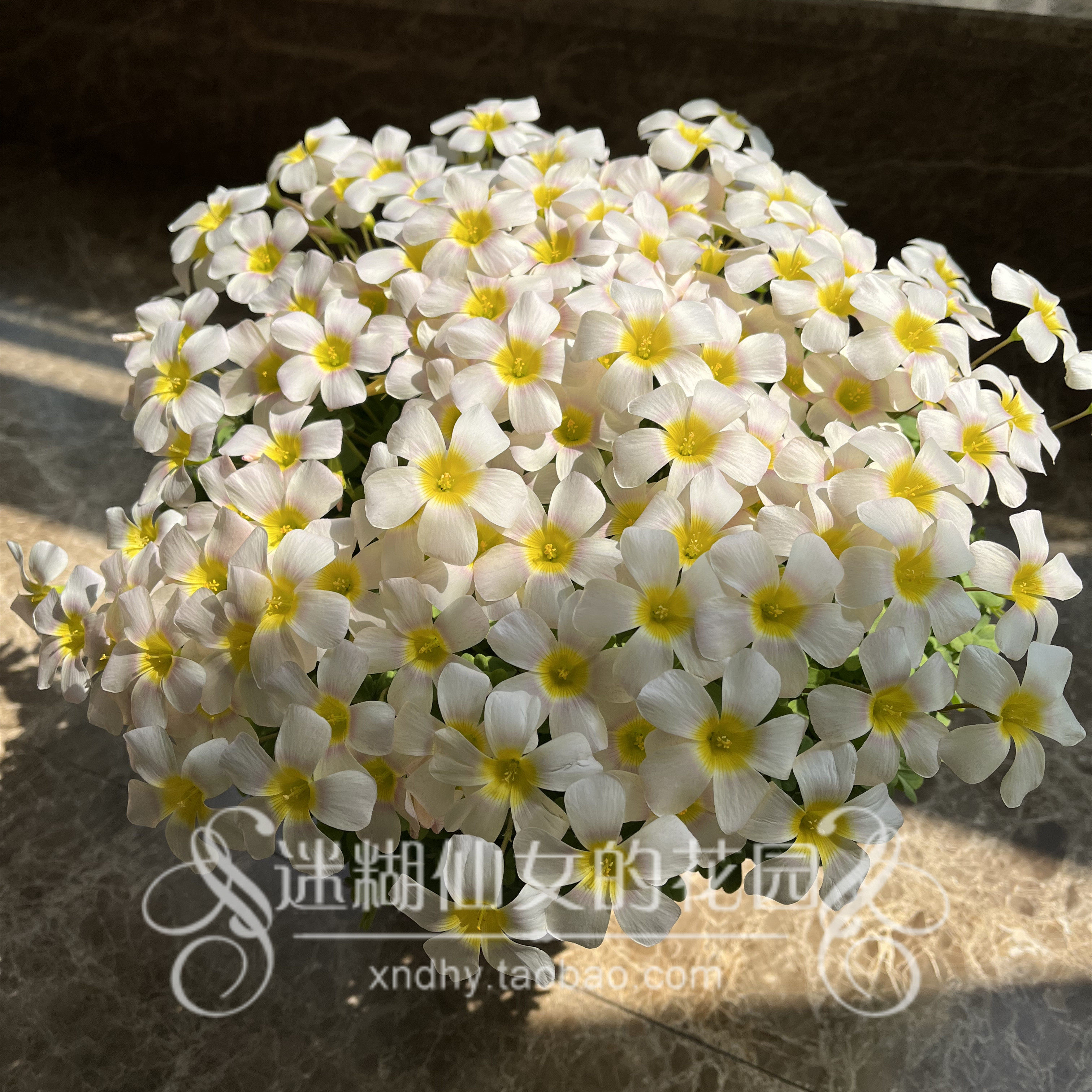 6月发货淡色仙女合集oxaliskunzite锂辉石酢浆草球根时令草本花卉