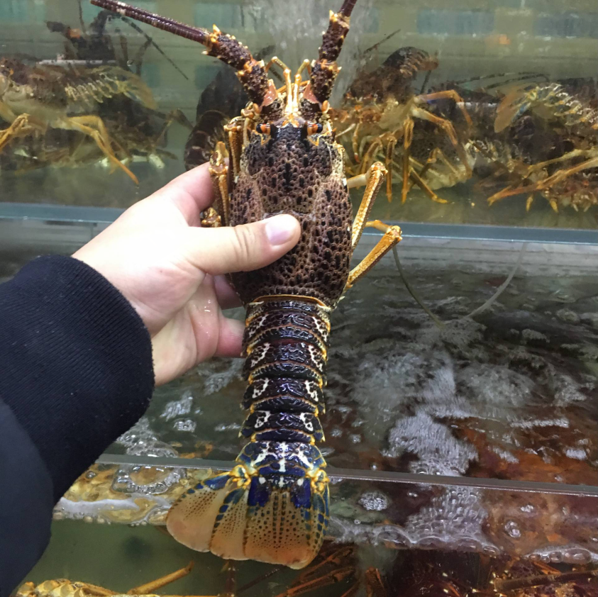 澳洲鲜活龙虾仔 进口新鲜龙虾仔 小澳龙 大连活鲜 大连海鲜 - 大连海