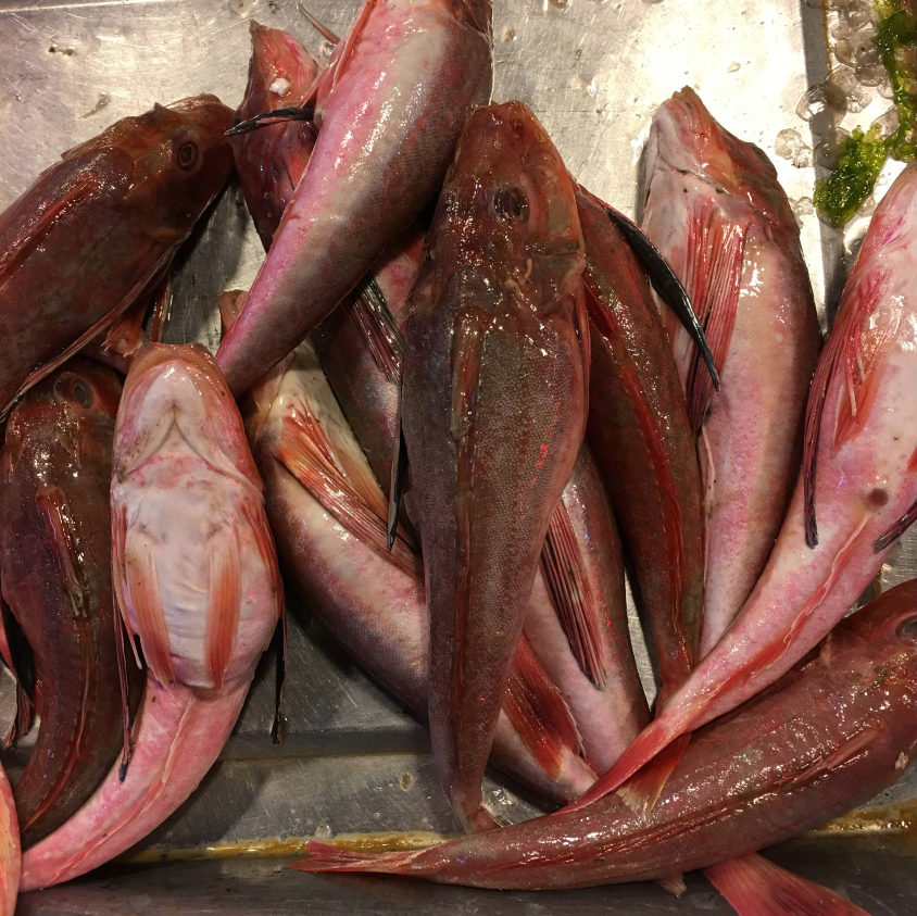 新鲜速冻红头500g红鞋红蟹红娘红娘子子鱼大连斑鱼