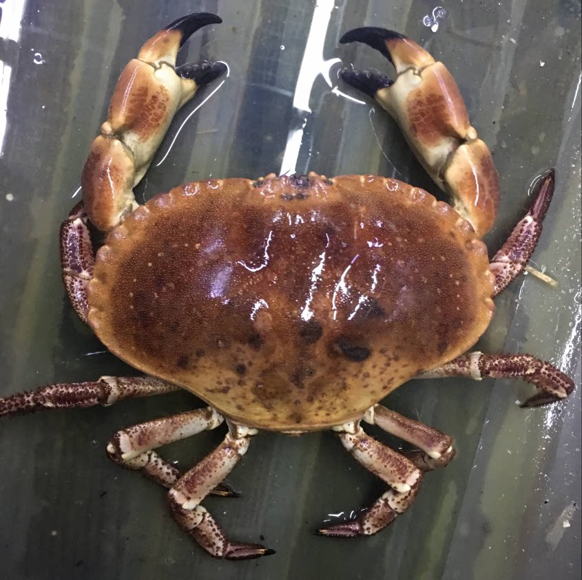 大连海鲜鲜活面包新鲜珍宝黄金活蟹发货一只珍宝蟹