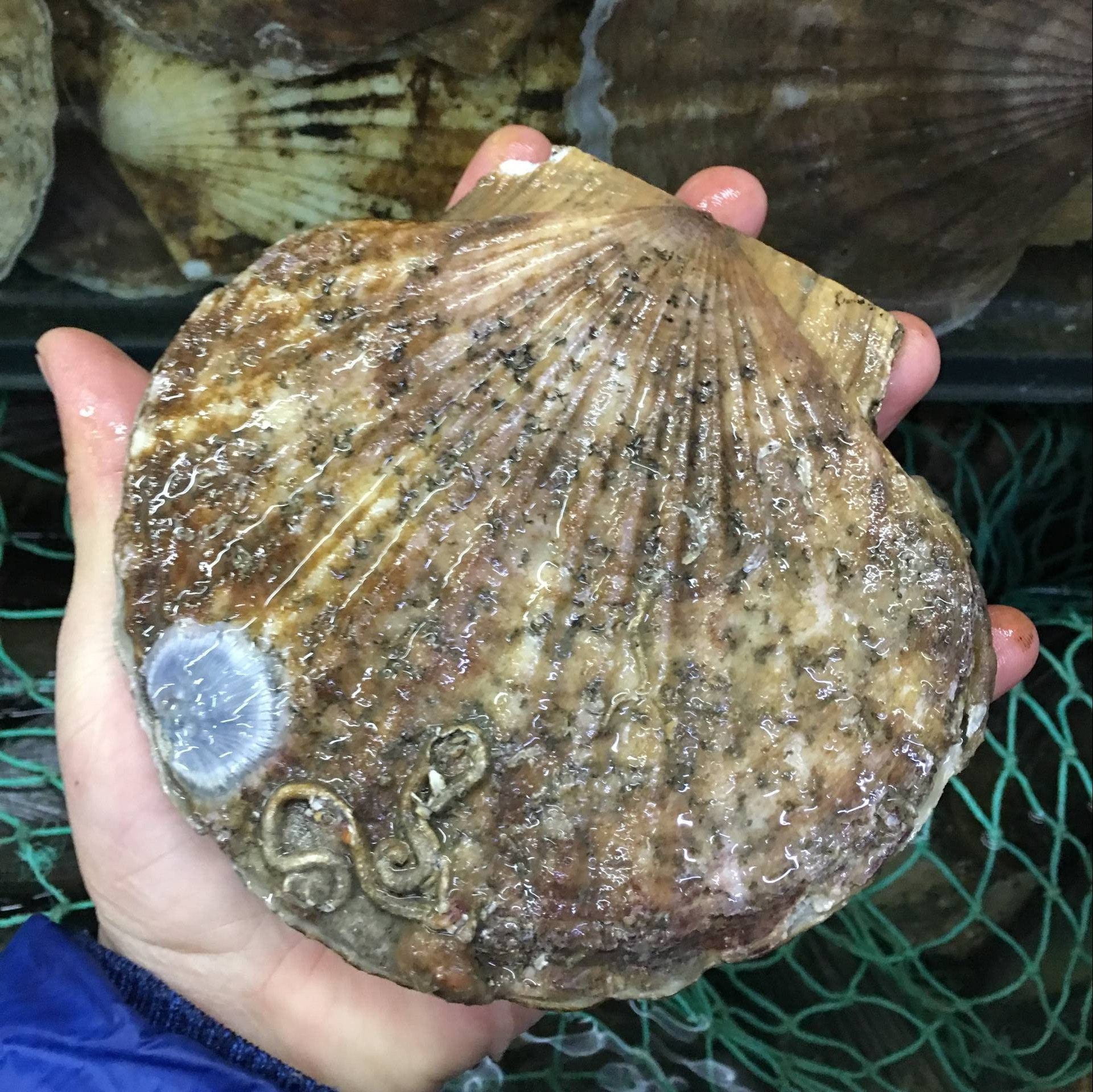 大连虾夷夏夷规格多重8两500g4扇贝鲜活海鲜贝类制品