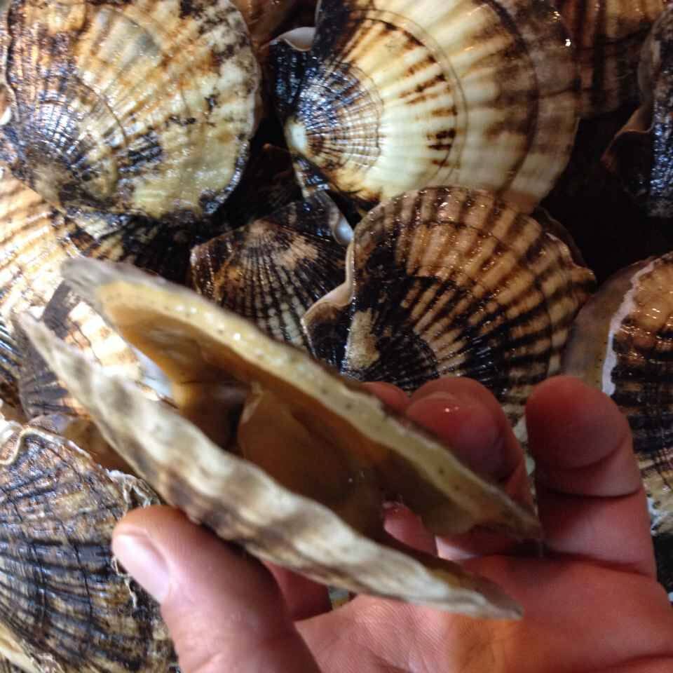 大连67只夏夷虾夷新鲜扇贝鲜活特产海鲜元贝扇贝