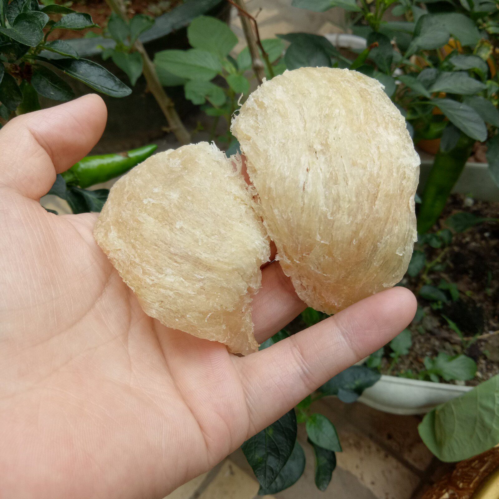 马来西亚燕窝正品孕妇官燕天然滋补品6a干挑黄燕大燕盏50g足干