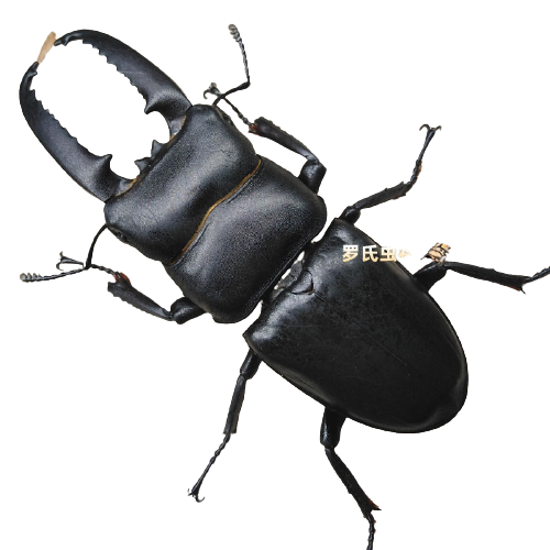 扁锹2022中国国大成虫中华幼虫中扁公母虫小其它宠物