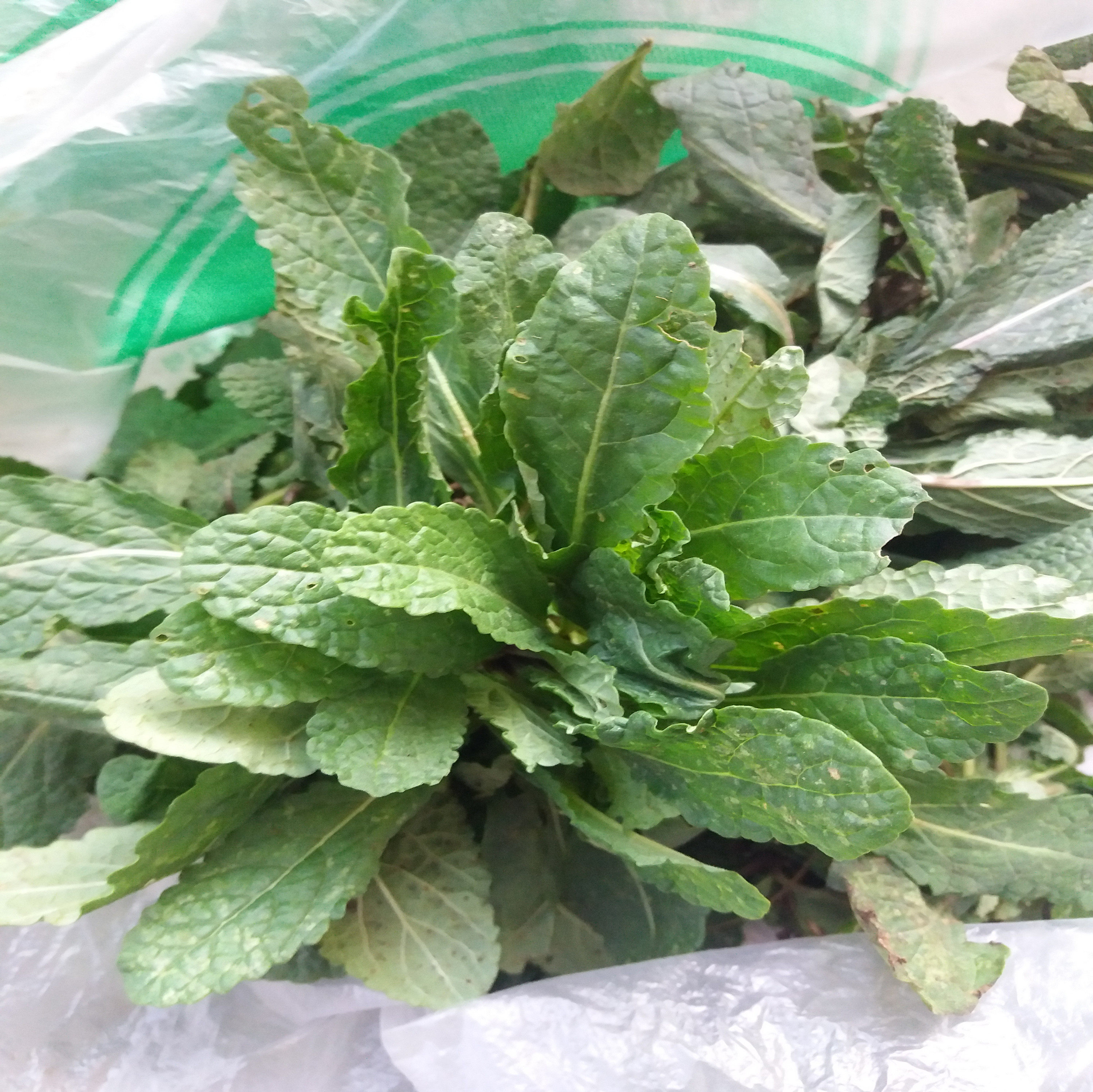 蛤蟆现挖野菜新鲜癞蛤蟆蟾蜍皮棵荔枝草皱皮草其它