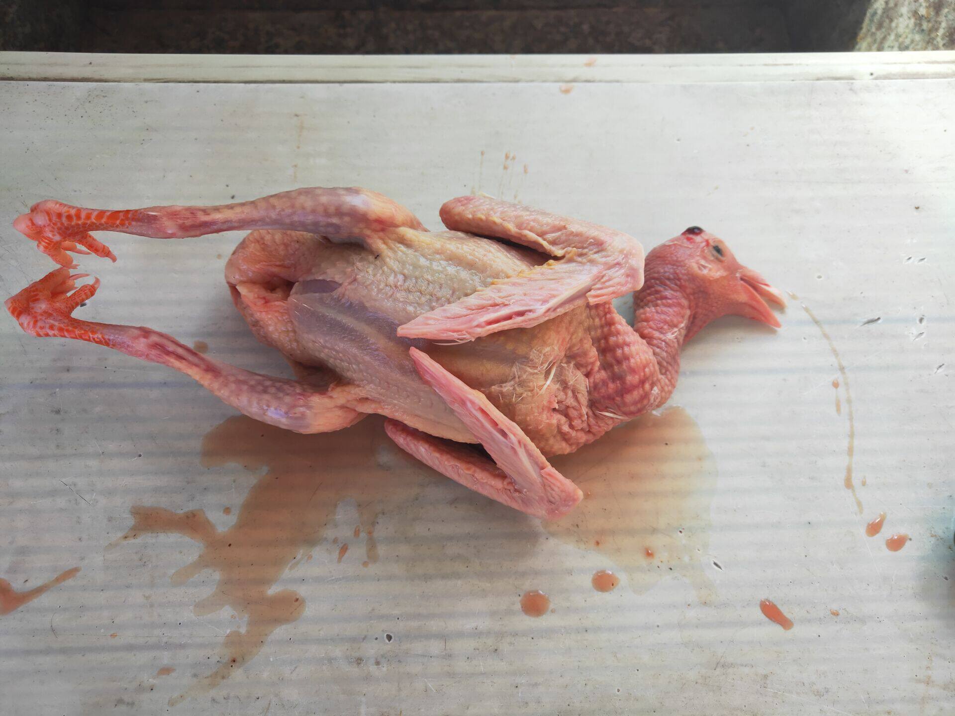 崇明鸽子1只乳鸽下单活杀嫩鸽冲钻低价2只乳鸽