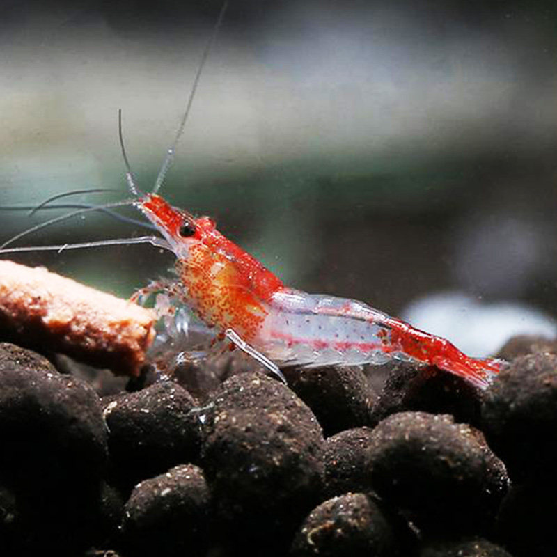 琉璃虾鲜活体观赏清洁工具宠物草缸造景懒人虾