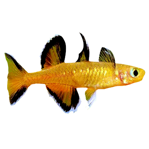 燕子珍珠美人橘色阿鲁甜心草缸混养小型鱼包鱼