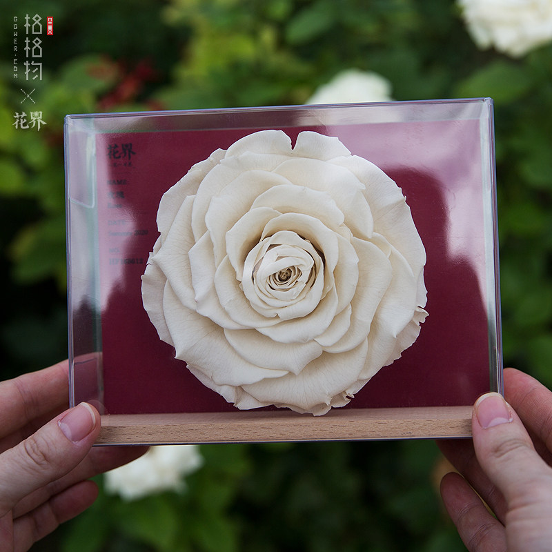 格格格物花界厄瓜多尔进口玫瑰永生花植物标本收藏摆件