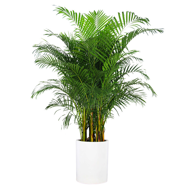 北京花卉绿植租摆租赁散尾办公室大型植物盆栽大型绿植