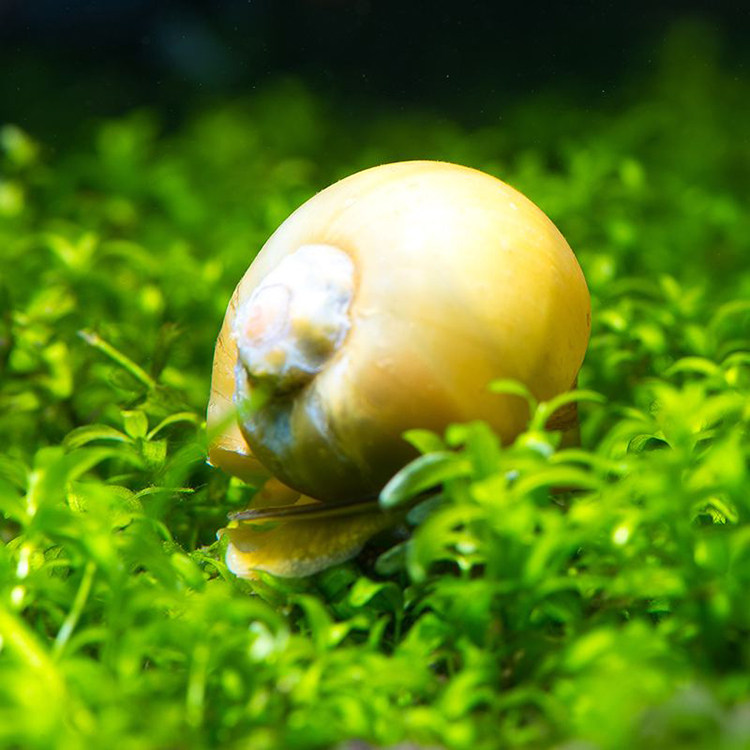 水族水底螺路工具生物宠物观赏各类清洁草缸螺
