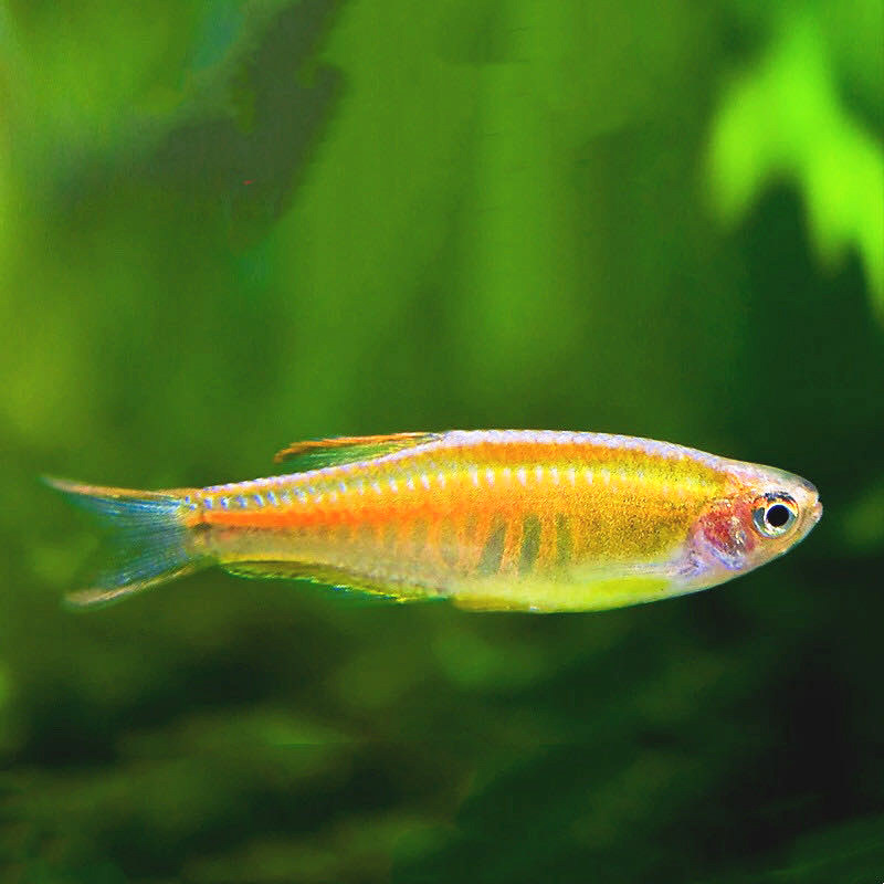 水族自家耐寒鱼虹小型鱼草缸群红带观赏鱼观赏鱼