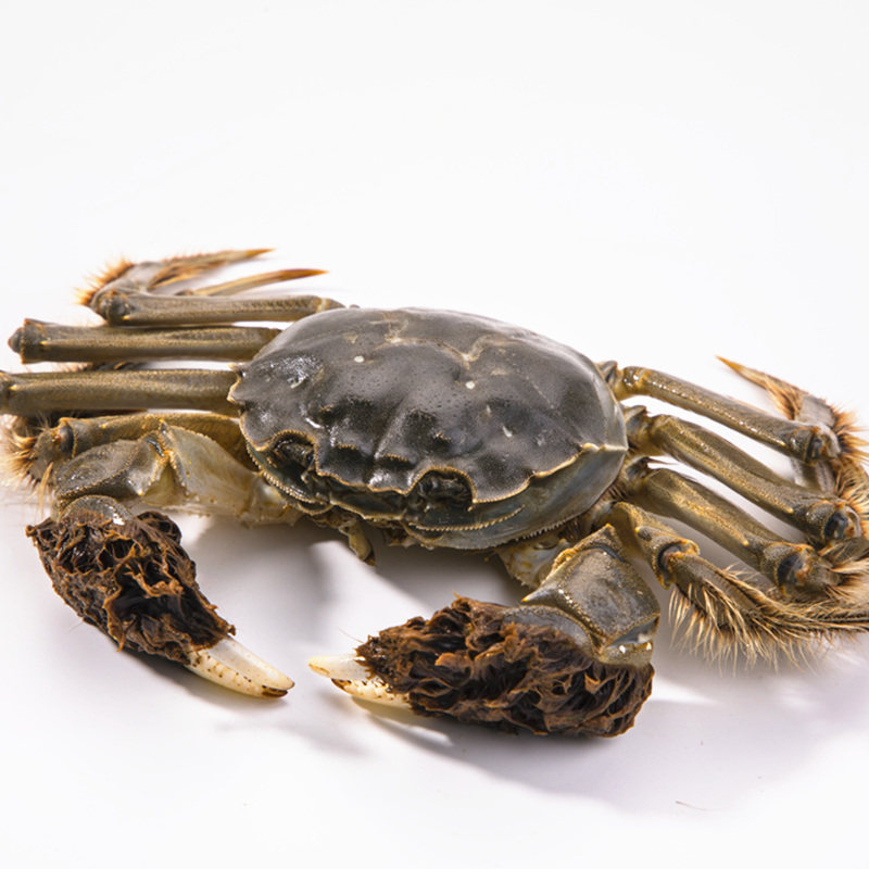 【顾氏水产行】五河沱湖螃蟹全母盛宴十只装大闸蟹3.0两 鲜活直达