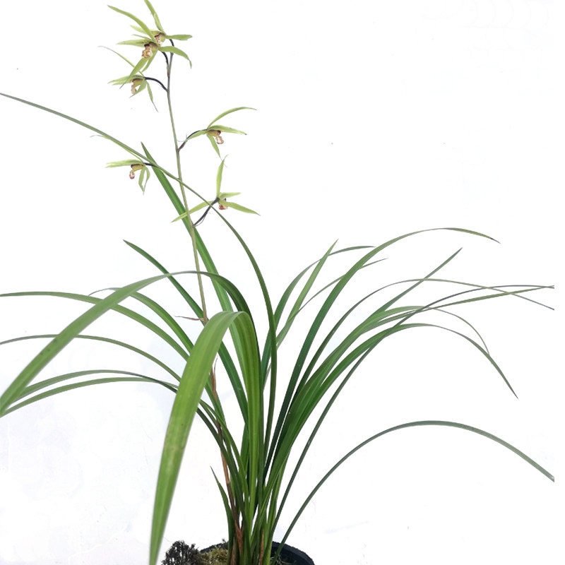 大叶寒兰兰花花苗浓香冬兰兰阔叶兰青花紫红花卉