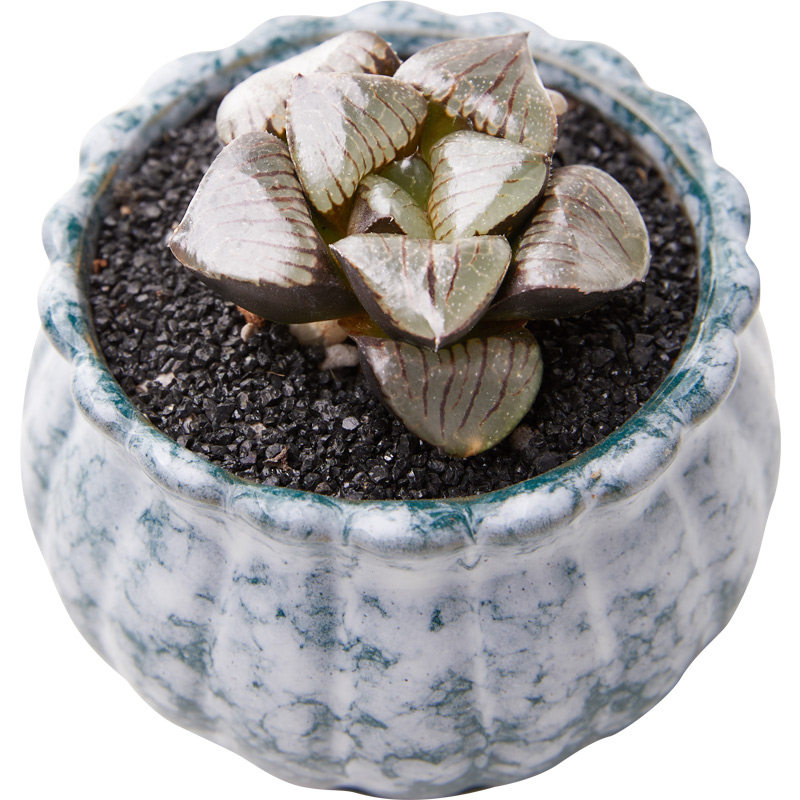 植物美诺花园日月潭多肉阳台办公室十二卷肉高品质多肉植物