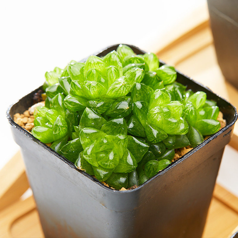 植物美诺花园黄金黄金玉玉露多肉阳台萌物十二多肉植物